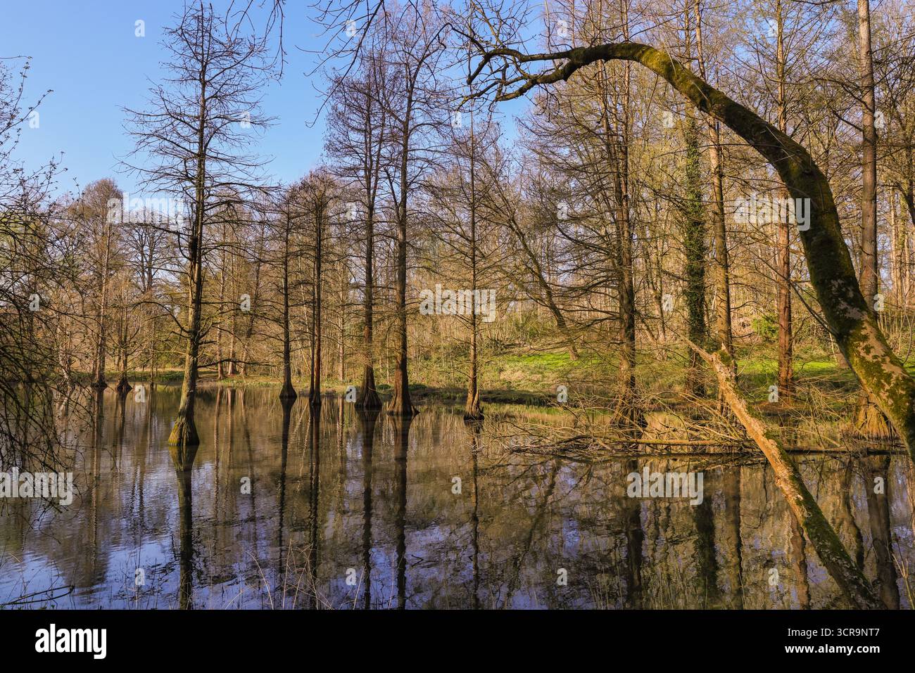 Beruhigende Naturlandschaften, kahlköpfige Zypressen oder Sumpfzypressen, Taxodium distichum, im See verwurzelte Bäume im Rombergpark, Dortmund, Deutschland Stockfoto
