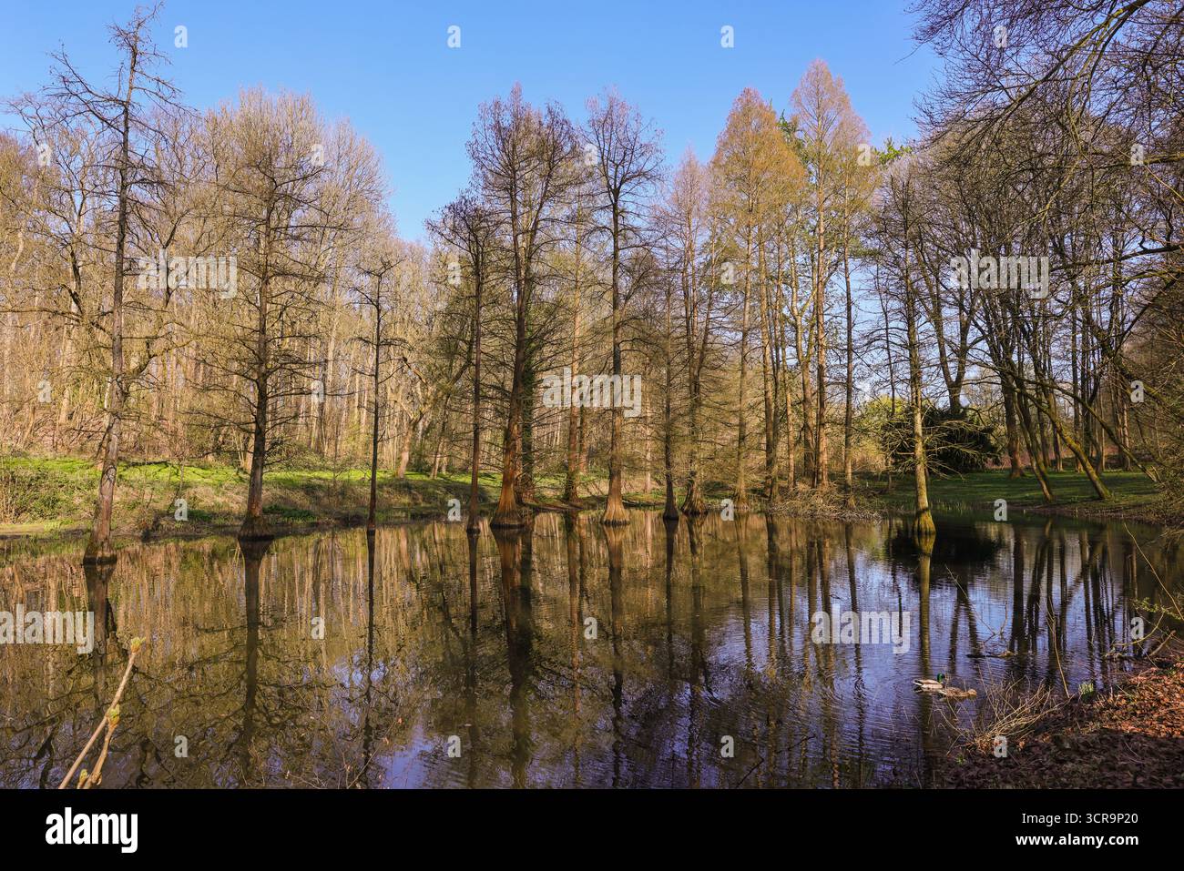 Beruhigende Naturlandschaften, kahlköpfige Zypressen oder Sumpfzypressen, Taxodium distichum, im See verwurzelte Bäume im Rombergpark, Dortmund, Deutschland Stockfoto
