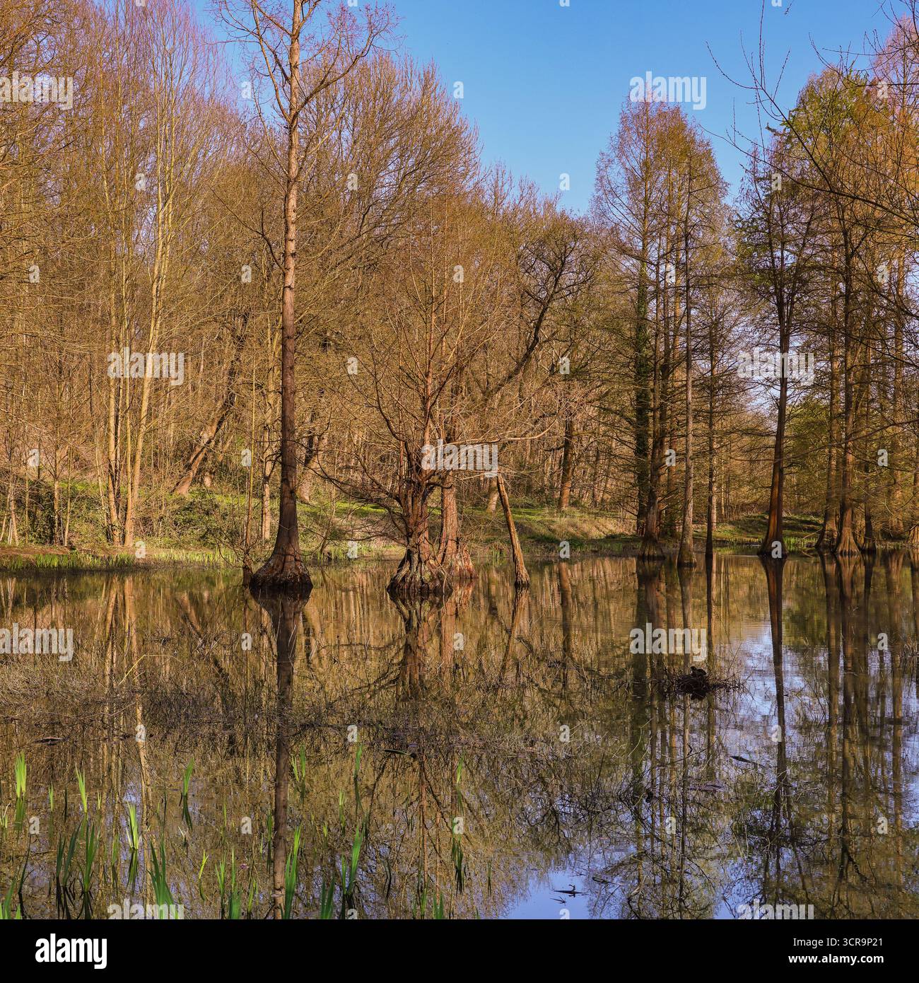 Beruhigende Naturlandschaften, kahlköpfige Zypressen oder Sumpfzypressen, Taxodium distichum, im See verwurzelte Bäume im Rombergpark, Dortmund, Deutschland Stockfoto