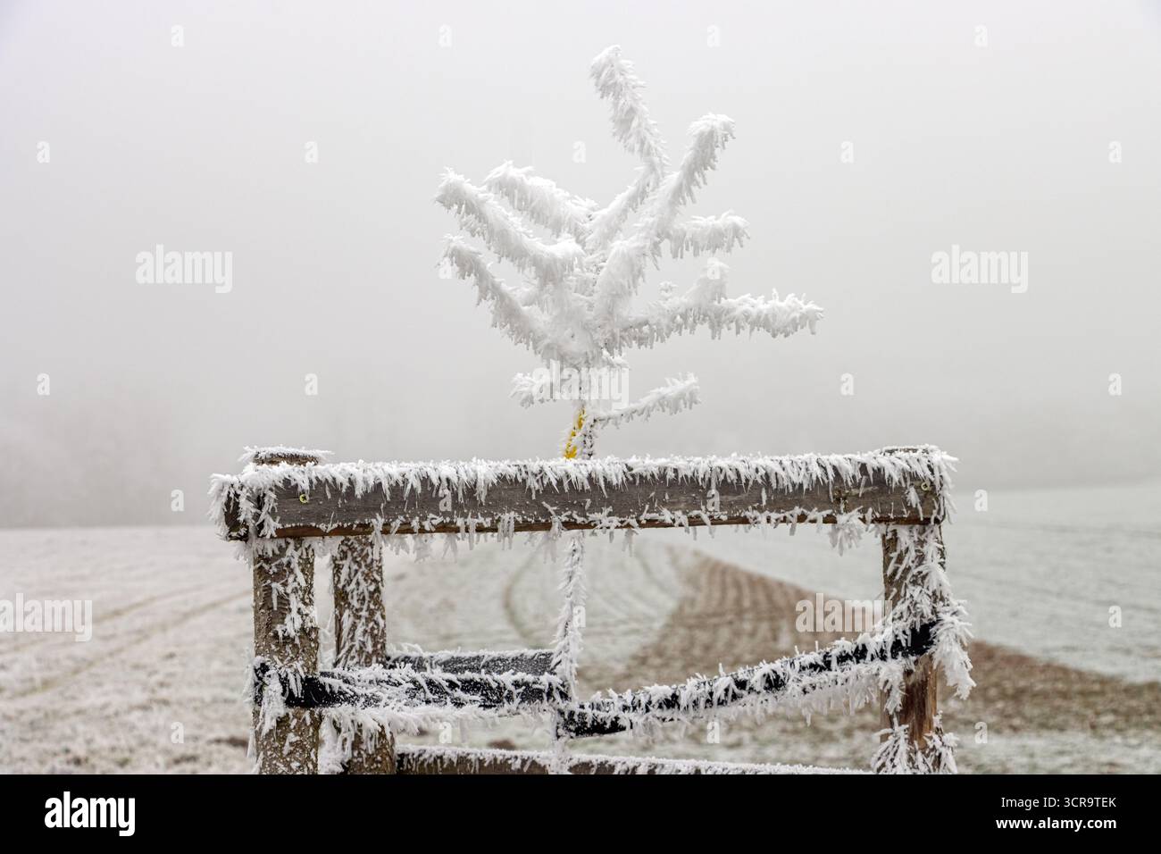Ein kleiner Milchbaum in einem verschneiten Holzzaun, in einer ruhigen Winterlandschaft, umgeben von Nebel Stockfoto