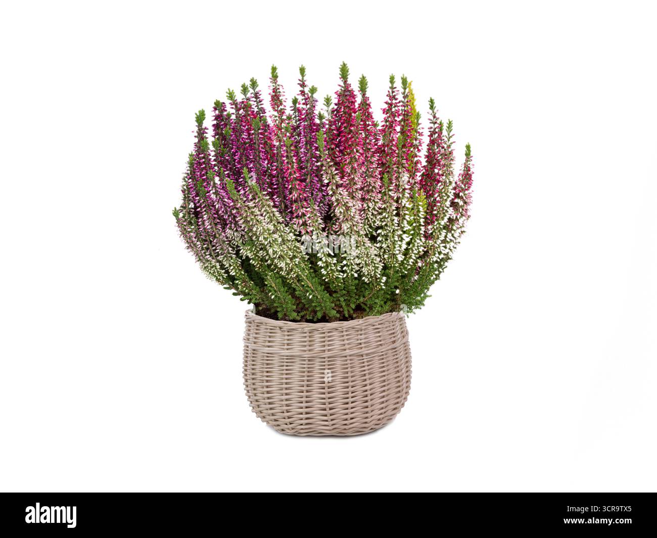 Heather isoliert auf weißem Hintergrund Stockfoto