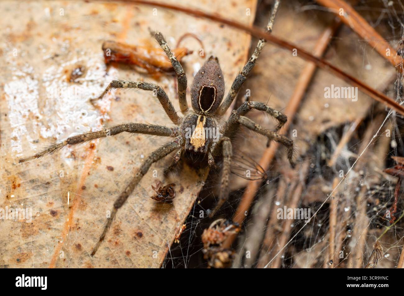 Terrestrische Wolfsspinne (Lycosidae) mit einem markanten hellen Medianstreifen und dunklen Markierungen, getarnt auf Waldblattstreu in Andasibe Madagaskar wi Stockfoto