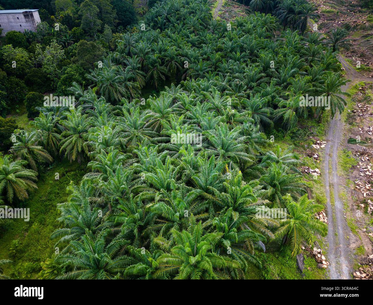 Palmölplantage von oben gesehen neben tropischem Regenwald in Sabah, Borneo Stockfoto