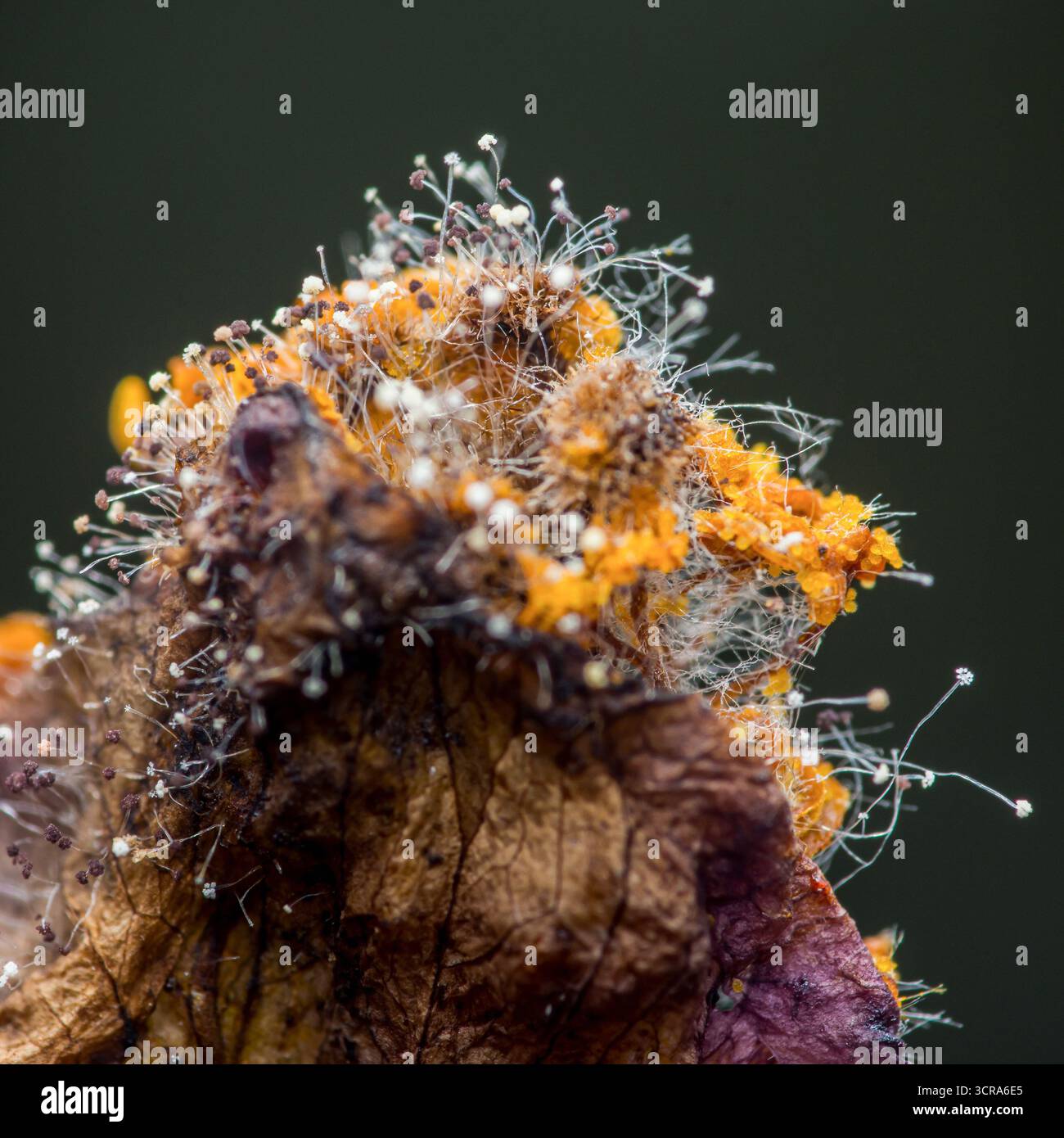 Nahaufnahme des Schimmelpilzes, der eine verfallende Pflanze besiedelt und verschiedene Farben und Texturen des Pilzwachstums zeigt, wodurch die komplizierten Details von hervorgehoben werden Stockfoto