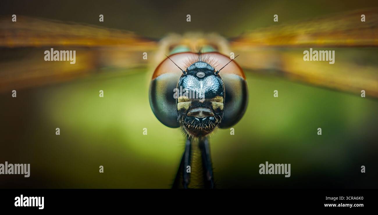 Extrem Nahaufnahme des Kopfes einer Libelle mit ihren großen zusammengesetzten Augen und verschwommenen Flügeln, die ein fesselndes Makroporträt dieses Faszins erschaffen Stockfoto