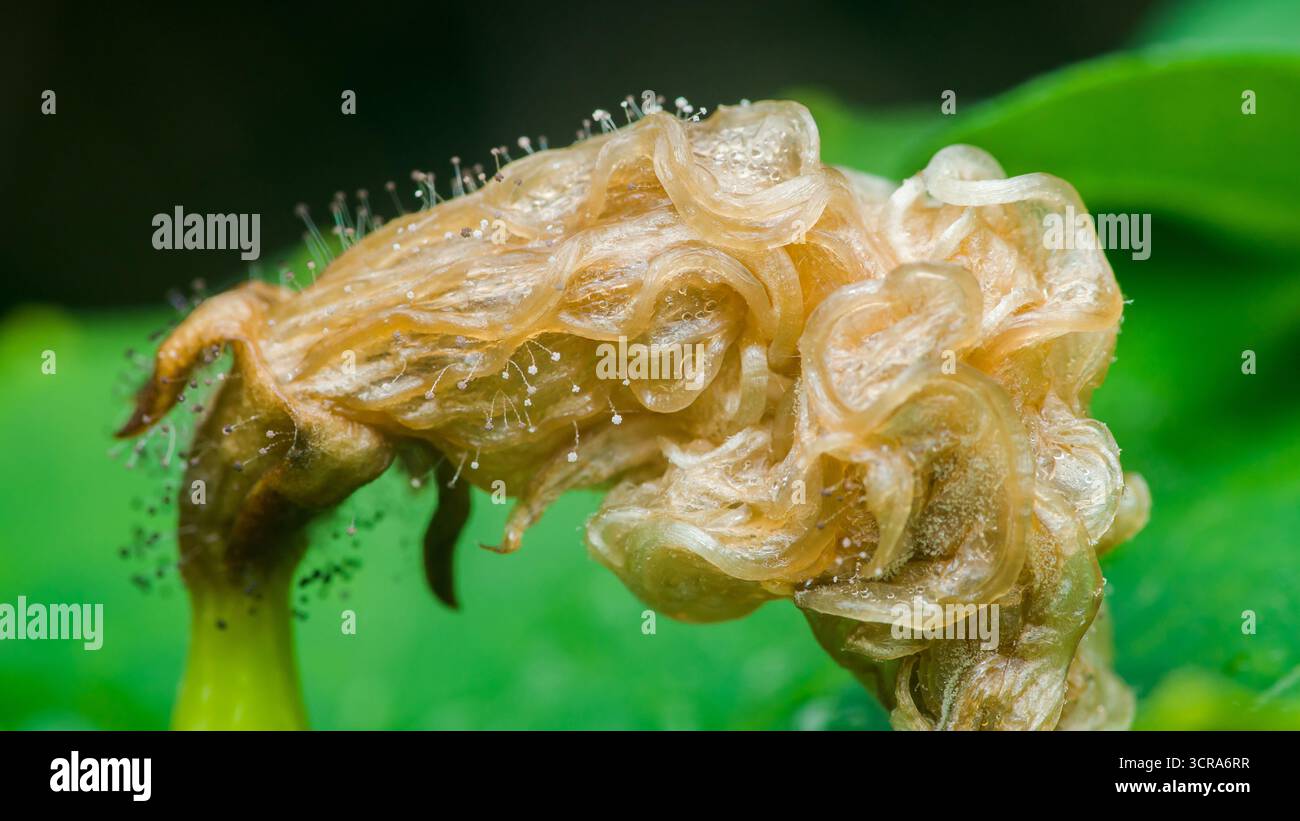 Spinellus fusiger, ein parasitärer Zygomyzetenpilz, wächst auf einem Myzenpilz und zeigt seine charakteristische Sporangie und sein empfindliches Myzel gegen einen blu Stockfoto