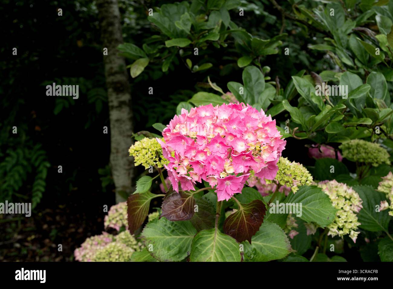 Eine farbenfrohe Hortensie-Blume wächst in den preisgekrönten historischen Trenance Gardens in Newquay in Cornwall, Großbritannien. Stockfoto