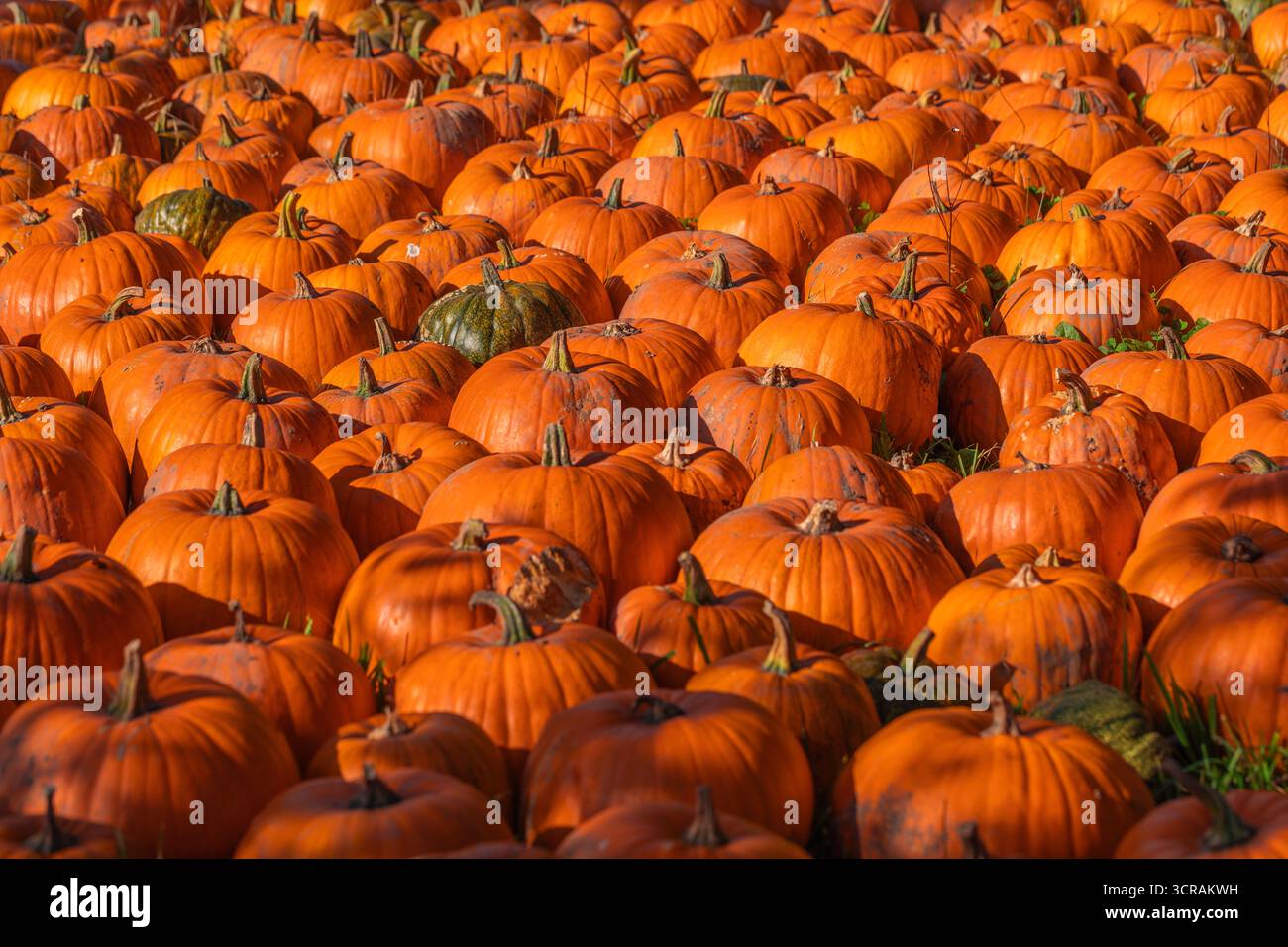 Nahaufnahme von orangefarbenen Kürbissen (Cucurbita pepo) auf Gras, Herbsternte, natürliches Tageslicht, geringe Tiefe des Feldes, Foto des landwirtschaftlichen Bestands Stockfoto