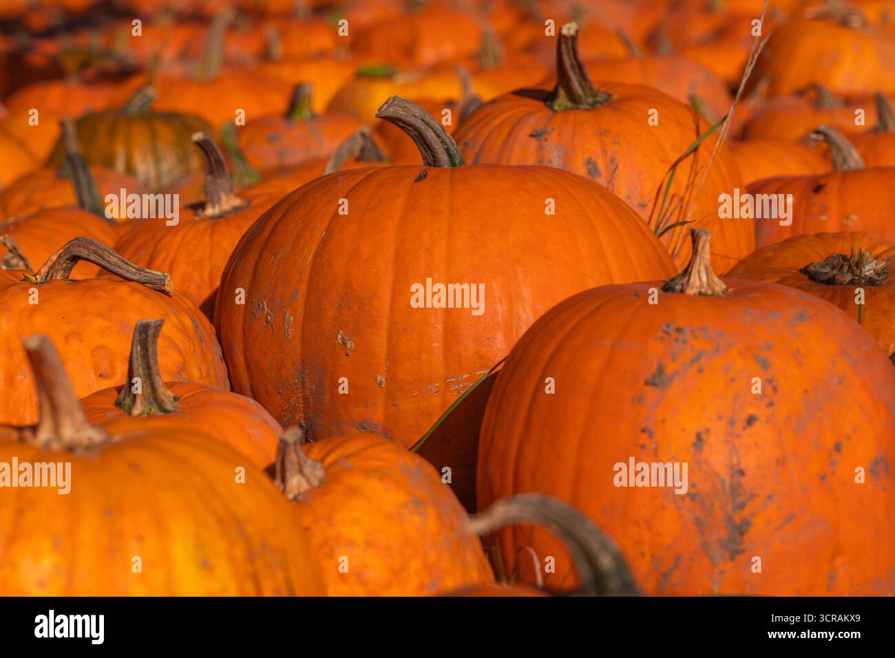 Nahaufnahme von orangefarbenen Kürbissen (Cucurbita pepo) auf Gras, Herbsternte, natürliches Tageslicht, geringe Tiefe des Feldes, Foto des landwirtschaftlichen Bestands Stockfoto