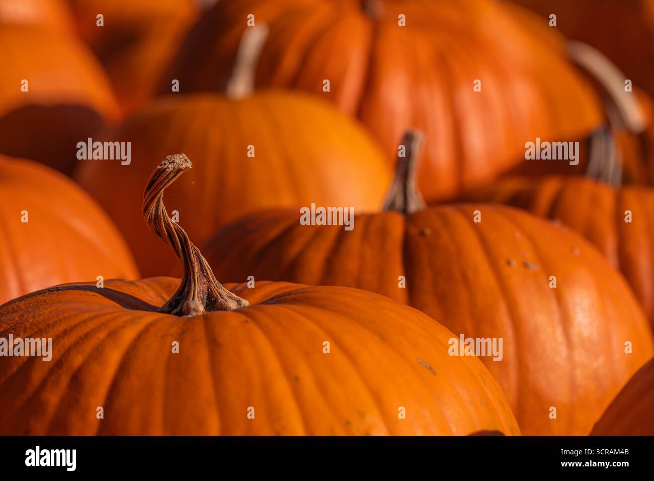 MakroNahaufnahme des trockenen Kürbisstiels auf der orangen Cucurbita-Pepo-Frucht, geringe Tiefe des Feldes, natürliches Tageslicht, Stockfoto der Herbsternte Stockfoto