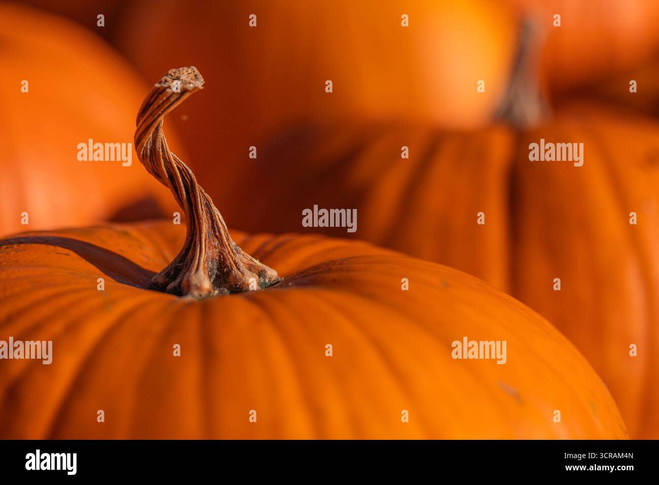 MakroNahaufnahme des trockenen Kürbisstiels auf der orangen Cucurbita-Pepo-Frucht, geringe Tiefe des Feldes, natürliches Tageslicht, Stockfoto der Herbsternte Stockfoto