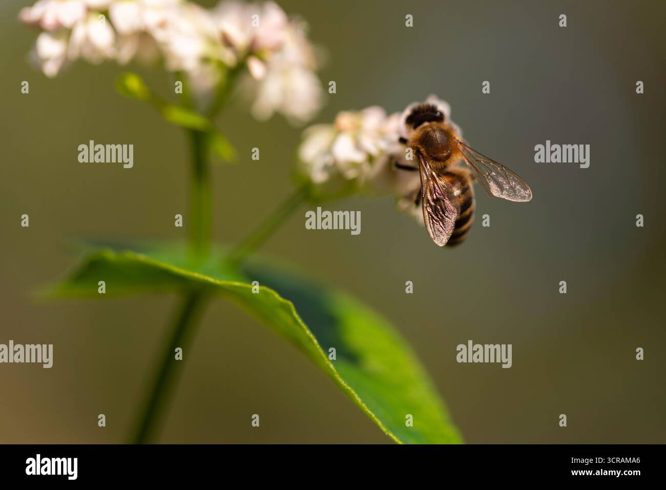 Makroaufnahme der Honigbiene (APIs mellifera), die sich von weißen Blüten ernährt, bestäubt, geringe Tiefen des Feldes, natürliches Tageslicht Stockfoto Stockfoto