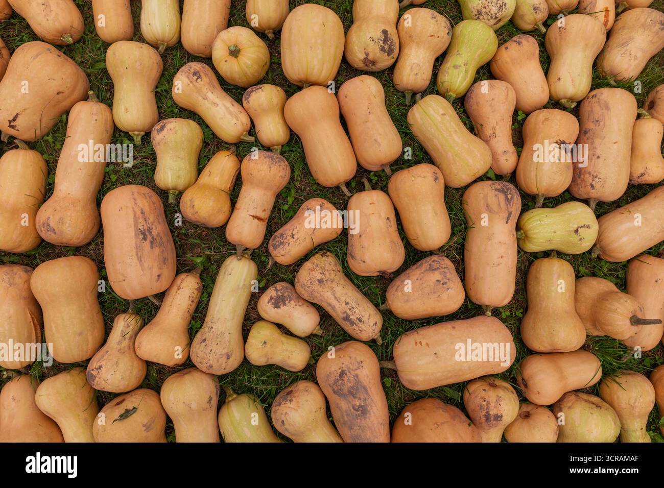 Blick von oben auf die Butternusskürbis-Ernte, Cucurbita moschata-Gemüse auf Wiesengras, Hintergrund der saisonalen Herbstproduktion aus biologischem Anbau Stockfoto