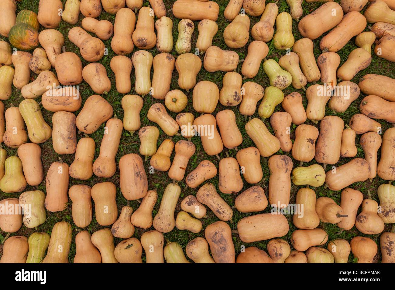 Hintergrund der Butternusskürbis-Ernte, Cucurbita-Moschata, mehrere Orangengemüse mit natürlichen Bodenspuren auf Gras, Überkopf-Landwirtschaft aus nächster Nähe Stockfoto