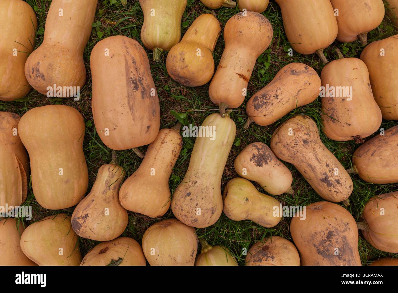 Frischer Butternusskürbis (Cucurbita moschata) auf Gras, Herbsternte Bauernhof Gemüse Overhead Hintergrund, Konzept der ökologischen Landwirtschaft Stockfoto