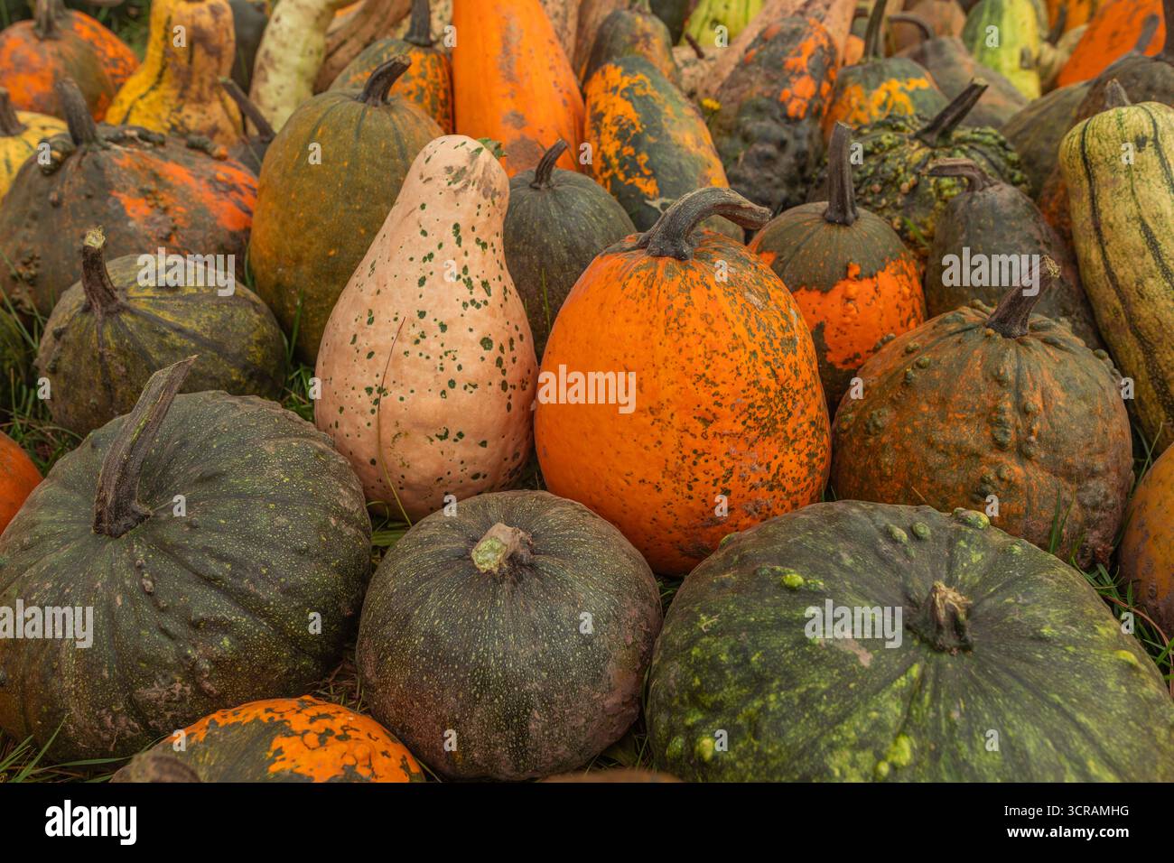 Nahaufnahme verschiedener Kürbisse und Winterkürbis (Cucurbita spp.) Auf Gras, abwechslungsreiche grün-orange-beige Häute, erntebereite Haufen, natürliches Tageslicht Stockfoto