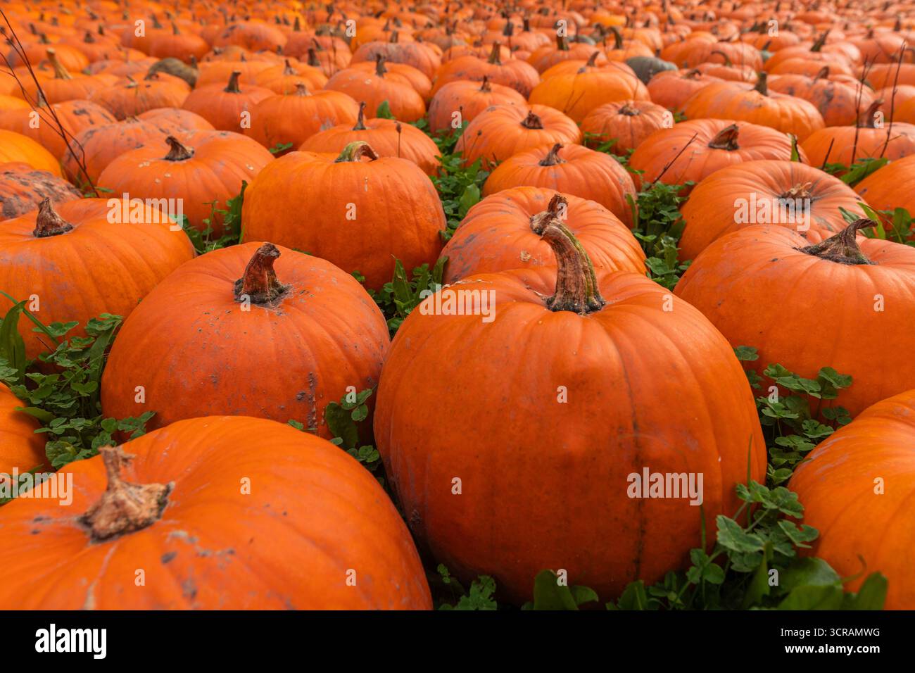 Nahaufnahme von orangen Kürbissen in einem Kürbisfeld, Details zur Herbsternte mit getrockneten Stielen, strukturierter Schale und geringer Schärfentiefe Stockfoto
