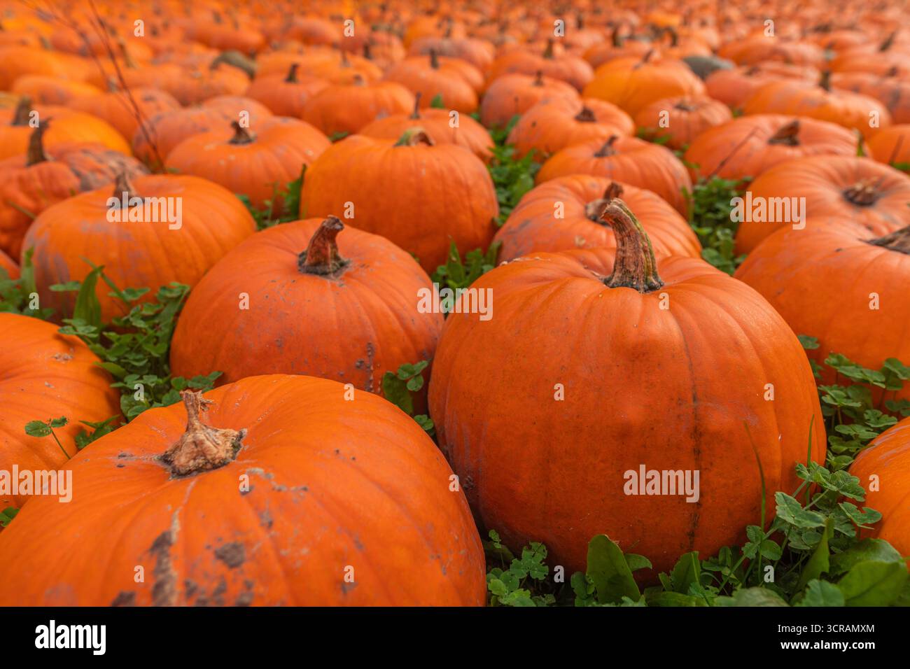 Große Nahaufnahme von orangefarbenen Kürbissen, die ein Feld füllen, reife Cucurbita-Pepo-Ernteszene mit sichtbaren Stämmen, strukturierter Haut, selektivem Fokus und weichem Bokeh Stockfoto