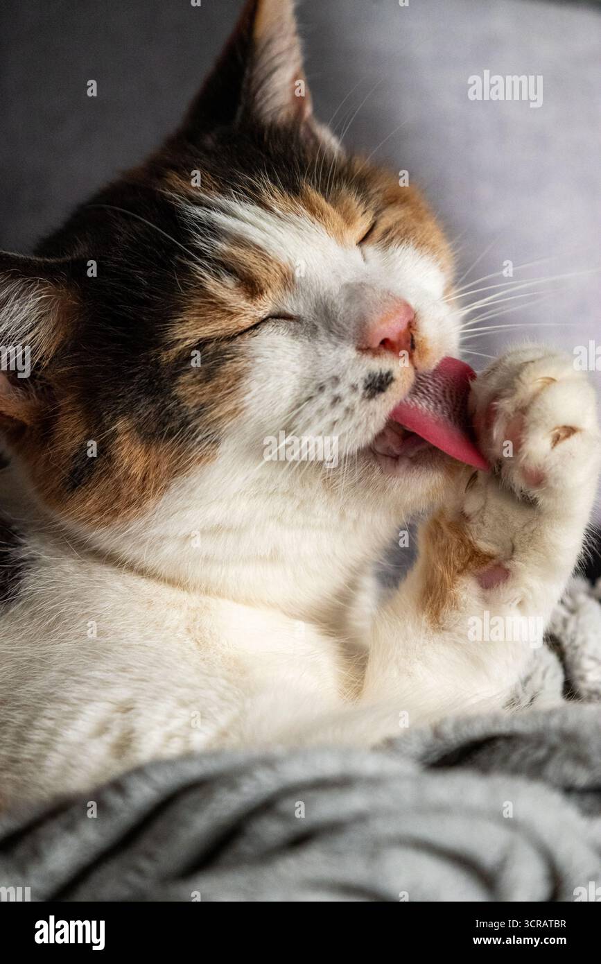 Eine Nahaufnahme einer Trikolore Calico-Katze, die ihre Pfoten hochhebt, während sie sich auf einer weichen Decke pflegt. Fängt einen natürlichen und liebevollen katzenartigen Moment ein. Stockfoto