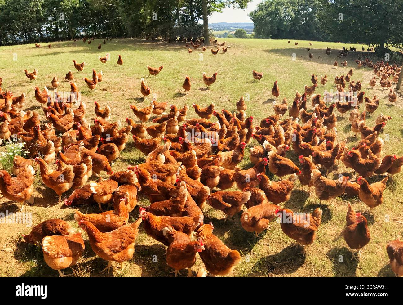 Ein weites Panorama von zahlreichen Hühnern, die frei auf einem sonnigen, offenen Bauernhof umherstreifen, zeigt eine natürliche und umweltfreundliche landwirtschaftliche Umgebung. Stockfoto