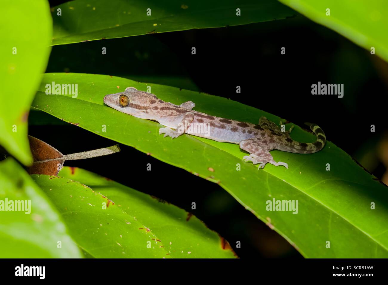 Nahaufnahme eines kleinen Geckos mit großen Augen, die nachts auf einem lebhaften grünen Blatt ruhen Stockfoto