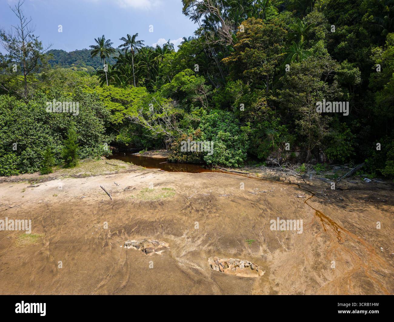 Tropisches Regenwaldökosystem mit dichtem grünen Laub von oben in Malaysia Stockfoto