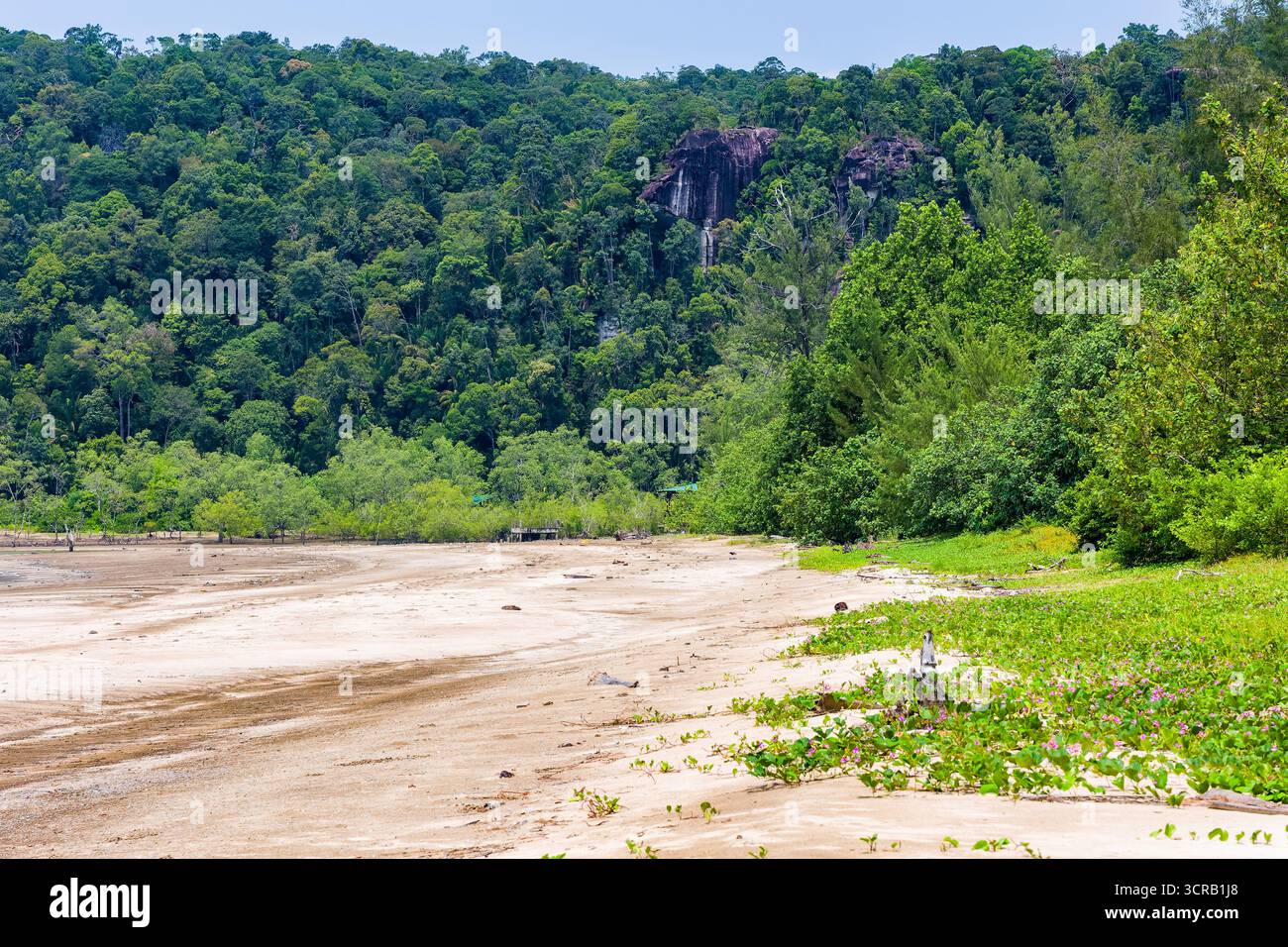 Unberührtes tropisches Ökosystem mit einer sandigen Küste und dichtem Regenwald in Borneo, Malaysia Stockfoto