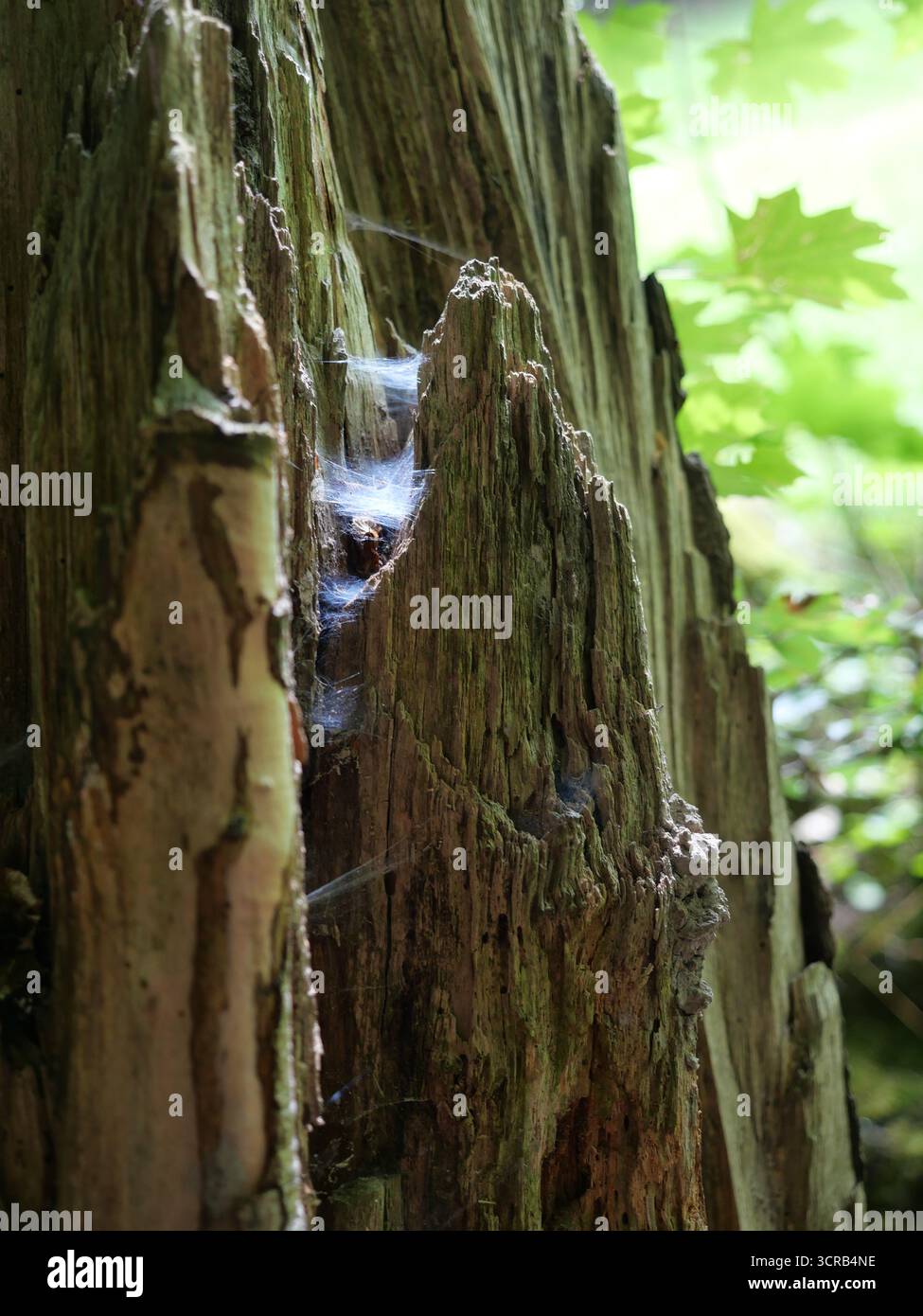 Zartes Spinnennetz im verwitterten Baumstumpf im Wald. Zerbrechlich, kontrastierend und symbolisch. Kopierraum Stockfoto