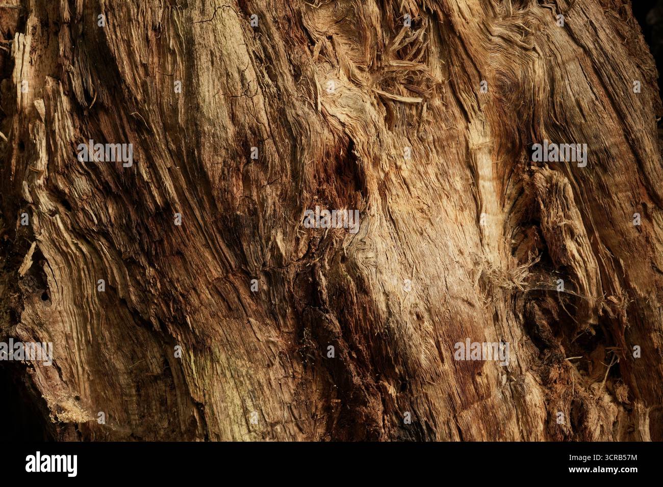 Nahaufnahme von verfaultem Holz. Stockfoto