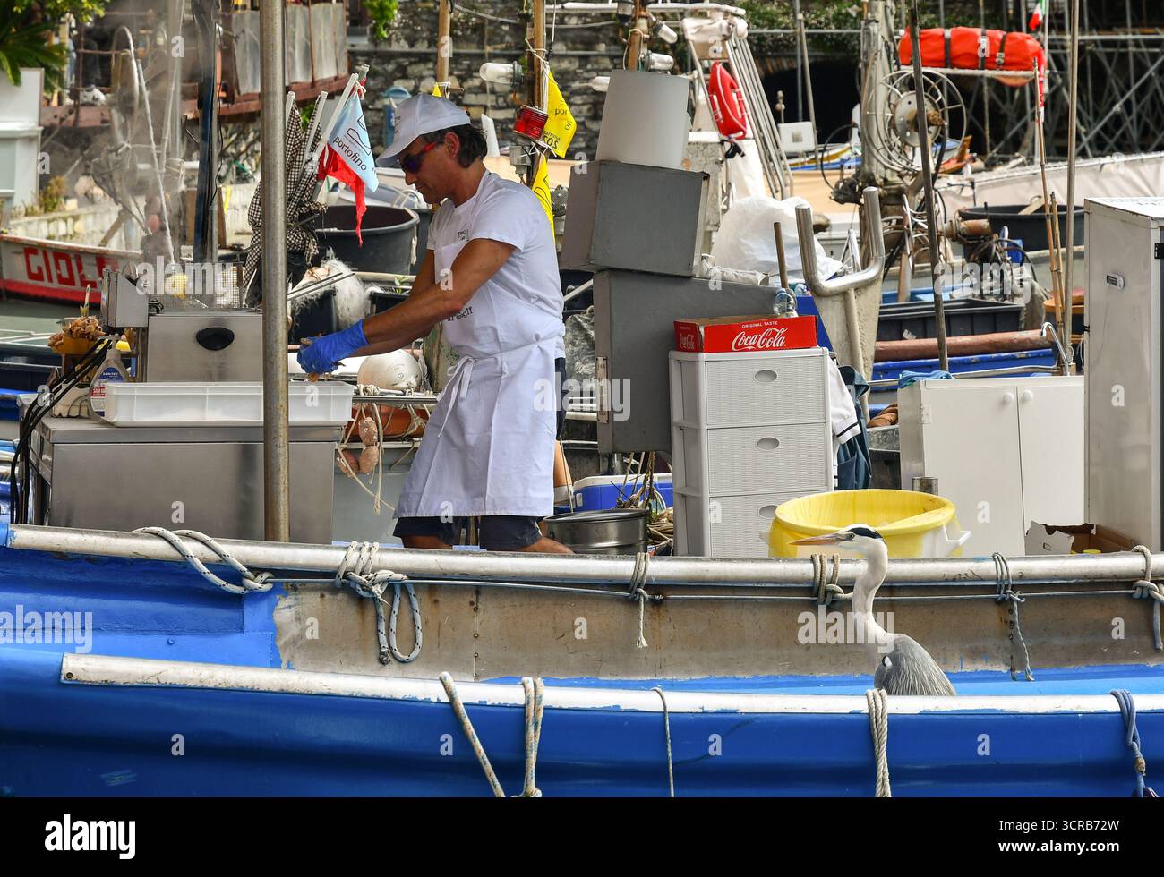 „Pippo“, ein bekannter Graureiher (Ardea cinerea), Maskottchen des kleinen Hafens, wartet auf einen Snack, der von einem Frittierboot angeboten wird, Camogli (Genua), Italien Stockfoto