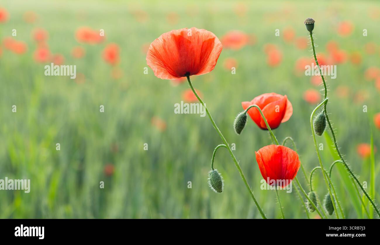 Nahaufnahme von roten Mohnblumen im abstrakten floralen Hintergrund. Papaver Rhoeas. Schöne zarte Maisrosen Blüten, Knospen und Kapseln im Maisfeld. Stockfoto