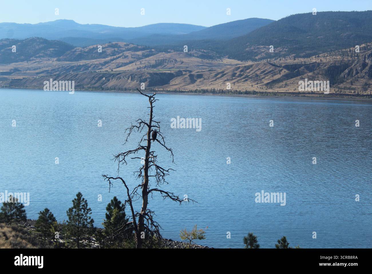 Adler sitzt am Kamloops See Stockfoto