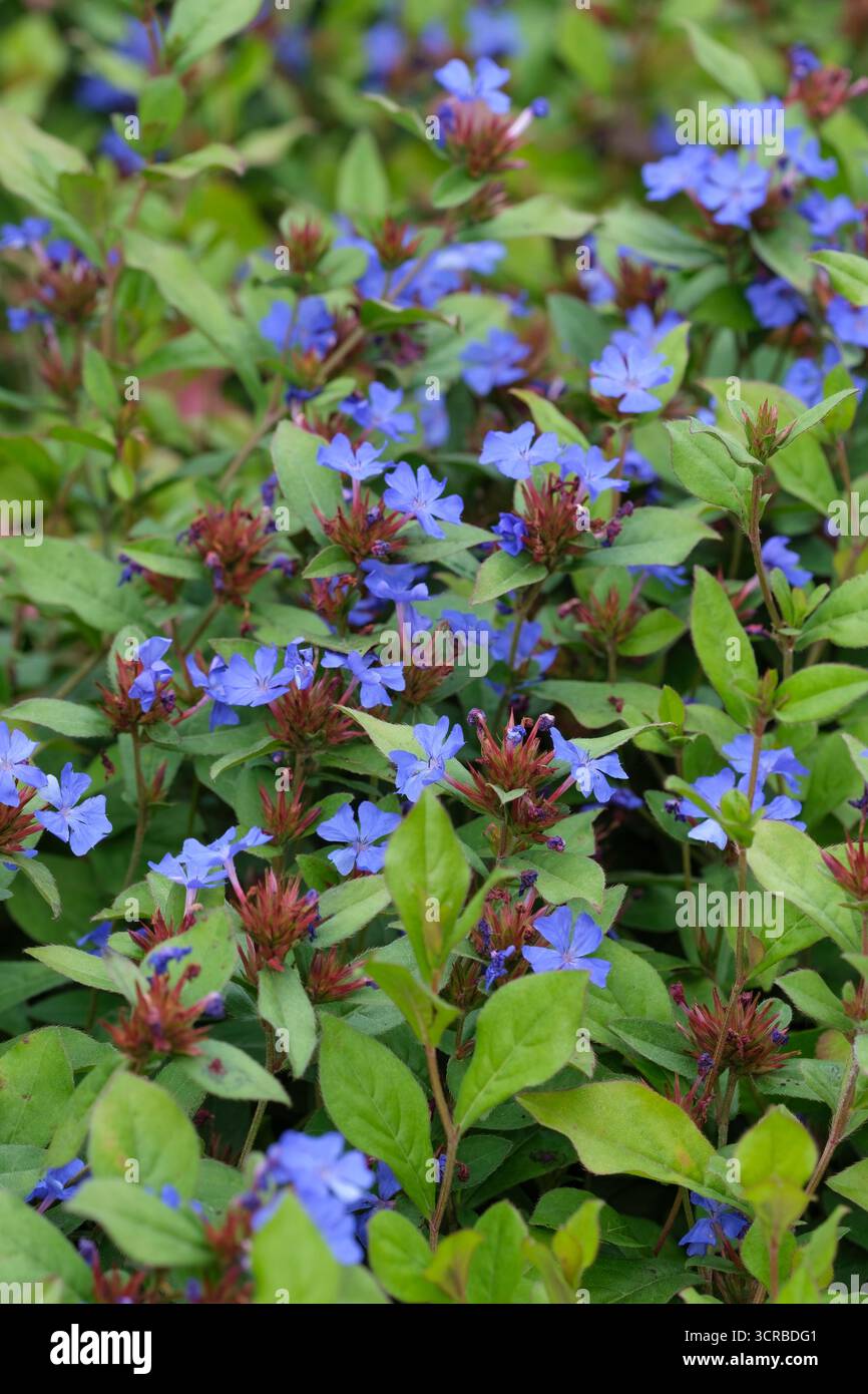 Ceratostigma plumbaginoides, blau geblümte Bleikraut, strauchiger plumbago, roter Stiel, hellgrüne Blätter, blaue Blumen Stockfoto