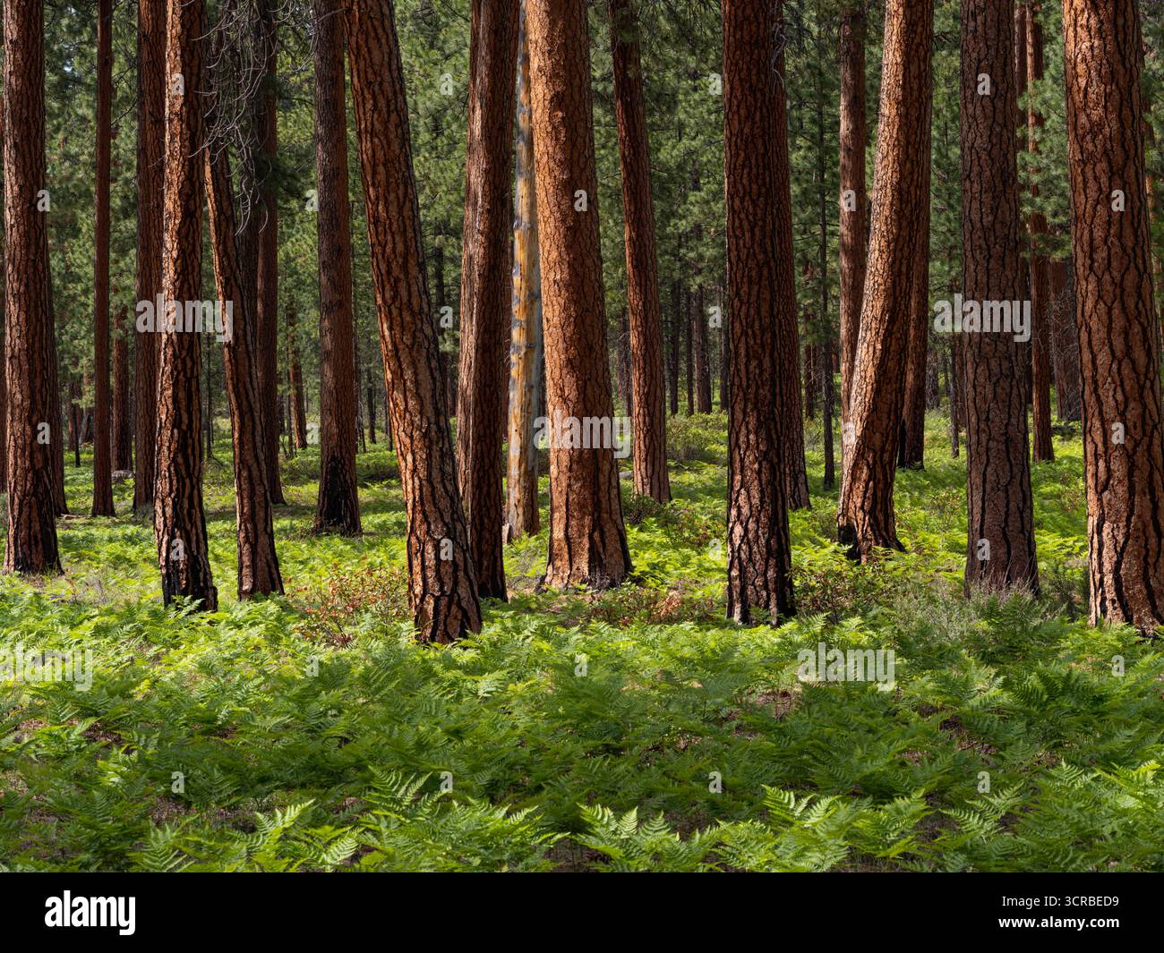 Ponderosa Forest in der Nähe von Sisters, Oregon Stockfoto