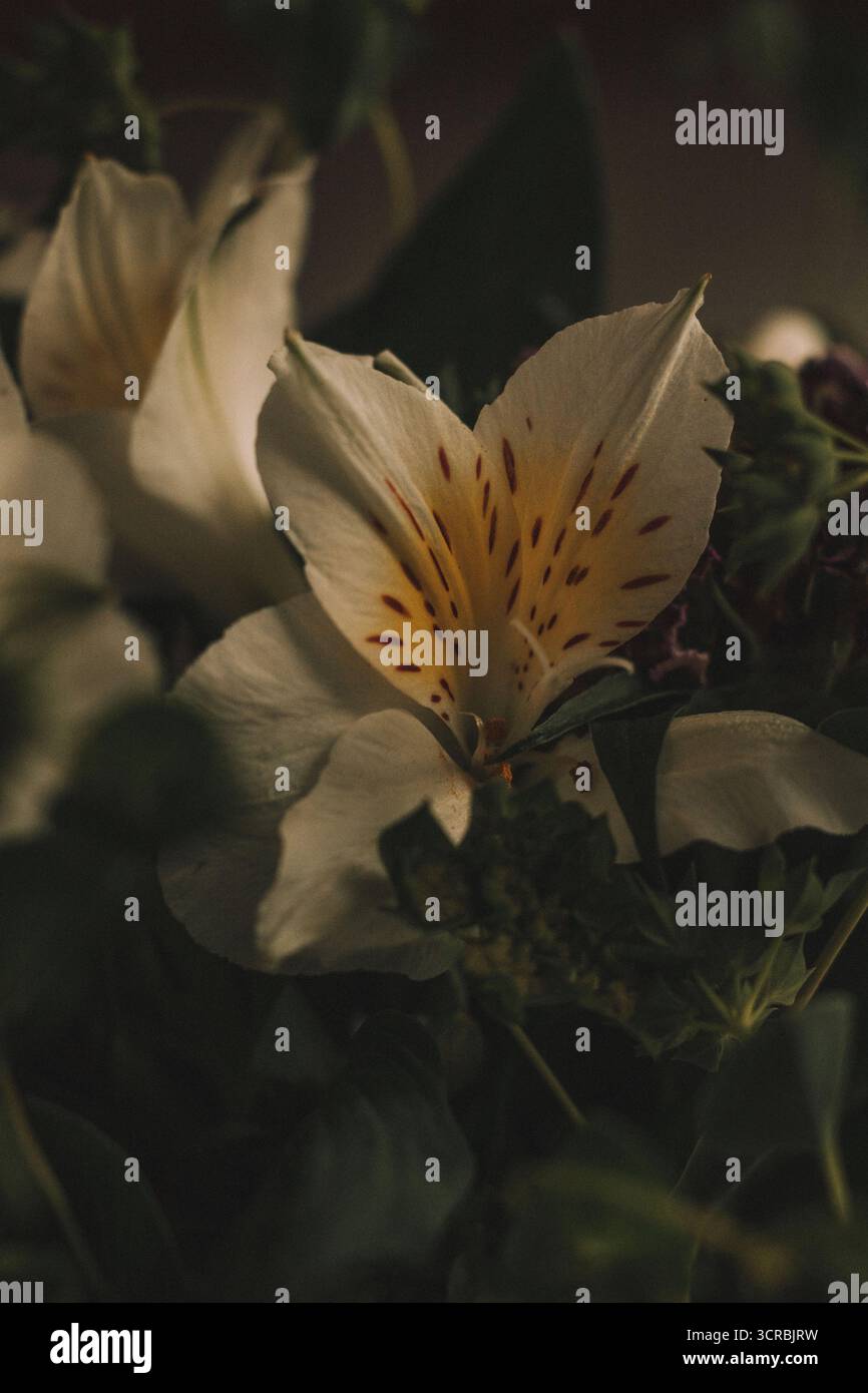 Weiße Alstroemeria-Blüte mit ihren einzigartigen gefleckten Blüten in einer dunklen Umgebung Stockfoto