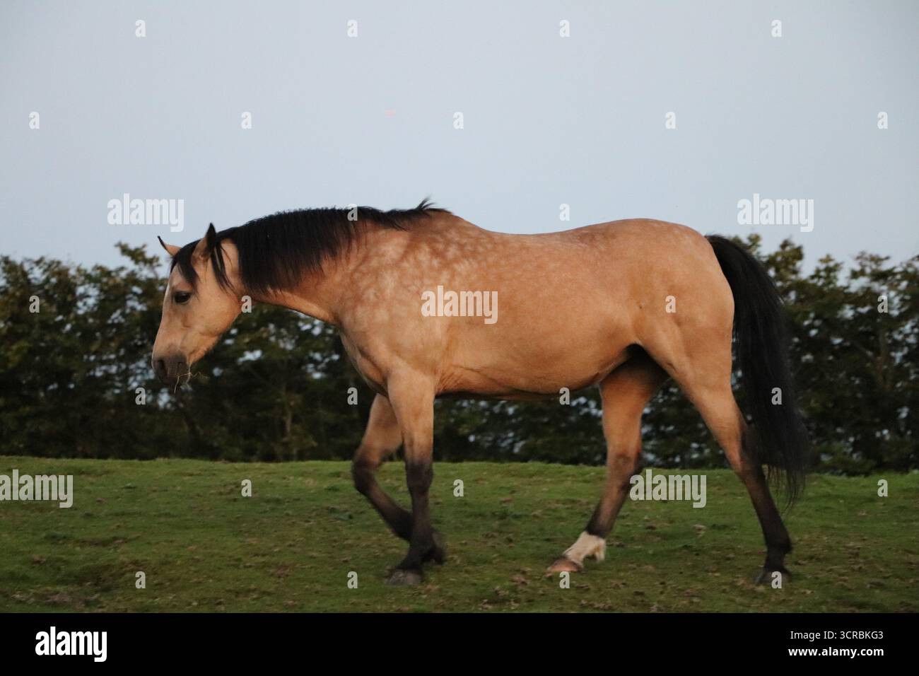 Ein braunes Pferd mit schwarzer Mähne Stockfoto