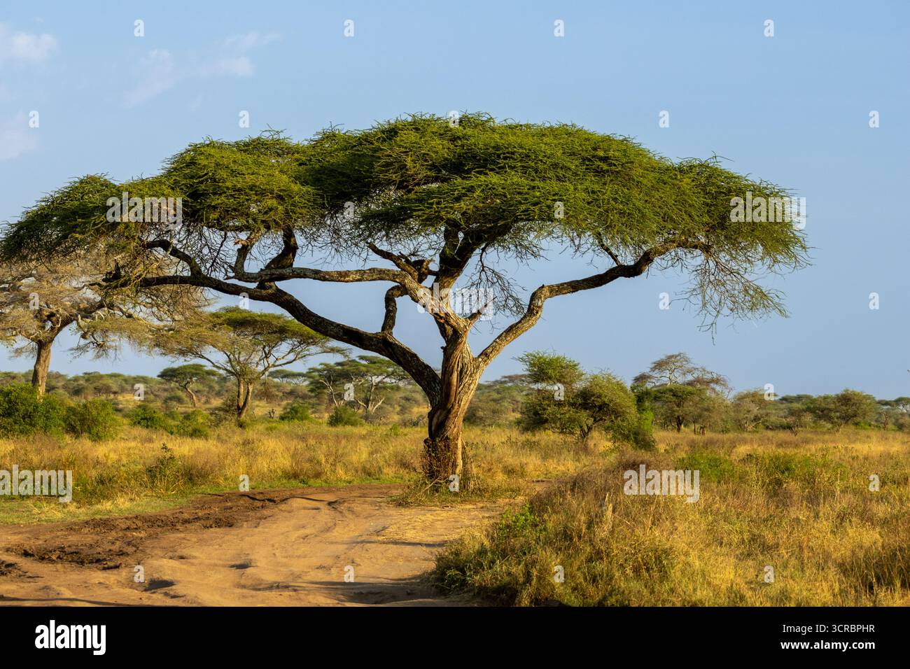 Akazienbaum steht hoch in der riesigen trockenen Savanne des Serengeti-Nationalparks Stockfoto