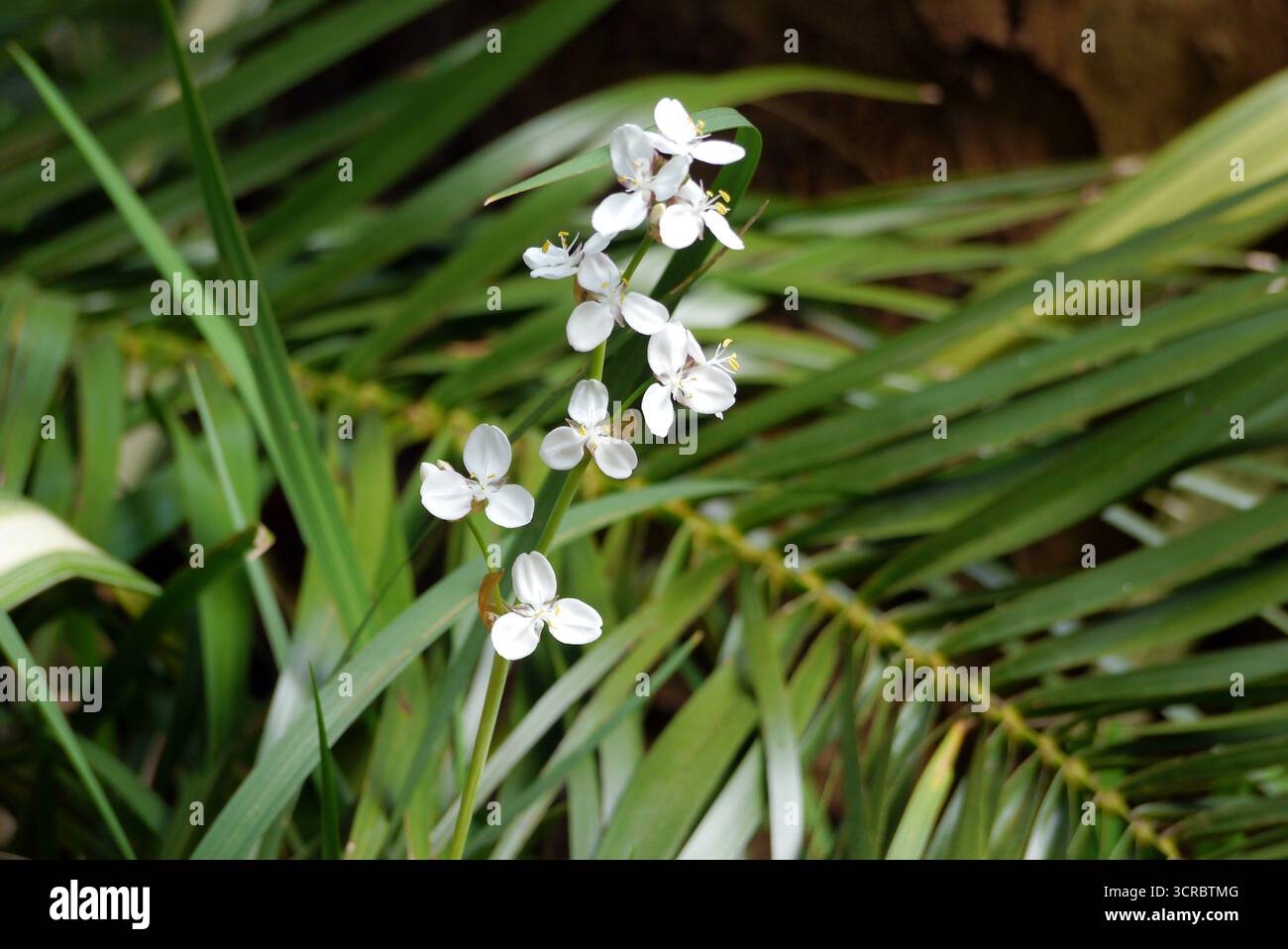 Kleine weiße Libertia Grandiflora (Tukauki) Blumen in den subtropischen Gärten Abbotsbury, Abbotsbury, Weymouth, Dorset, England, UK. Stockfoto