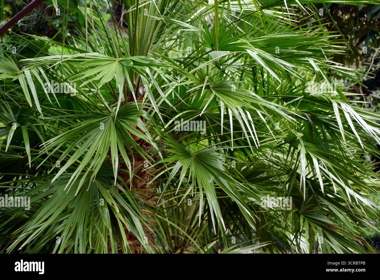 Chamaerops humilis „Dwarf Fan Palm“ Blätter in den subtropischen Gärten Abbotsbury, Abbotsbury, Weymouth, Dorset, England, UK. Stockfoto