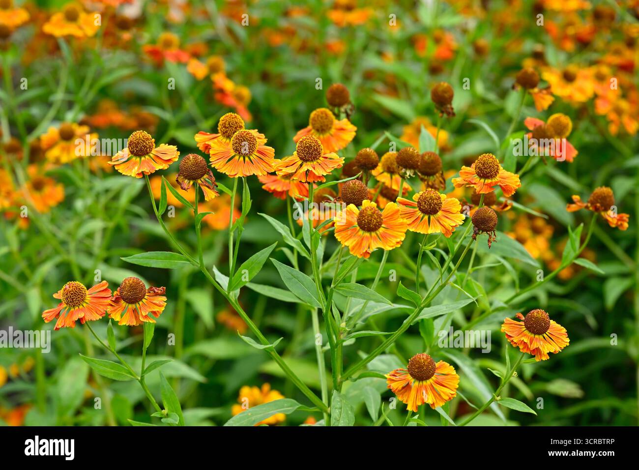 Orangefarbene und braune Sommerblumen des Nasenweed Helenium 'Moerheim Beauty' UK Garden September Stockfoto