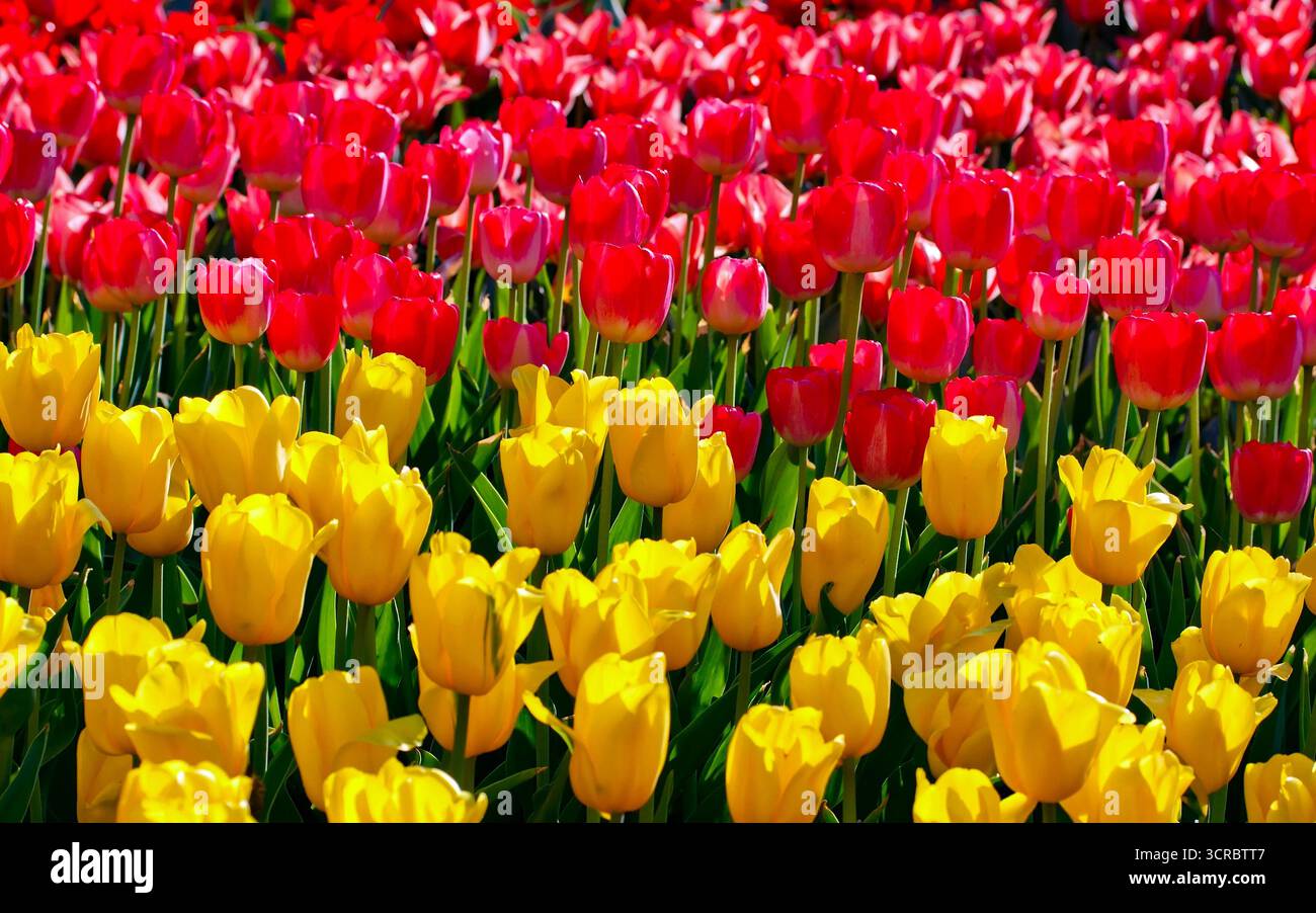 Tulpen blühen reichlich in einem gepflegten Garten und zeigen eine farbenfrohe und harmonische Blumenausstellung, die die Ankunft von spr signalisiert Stockfoto