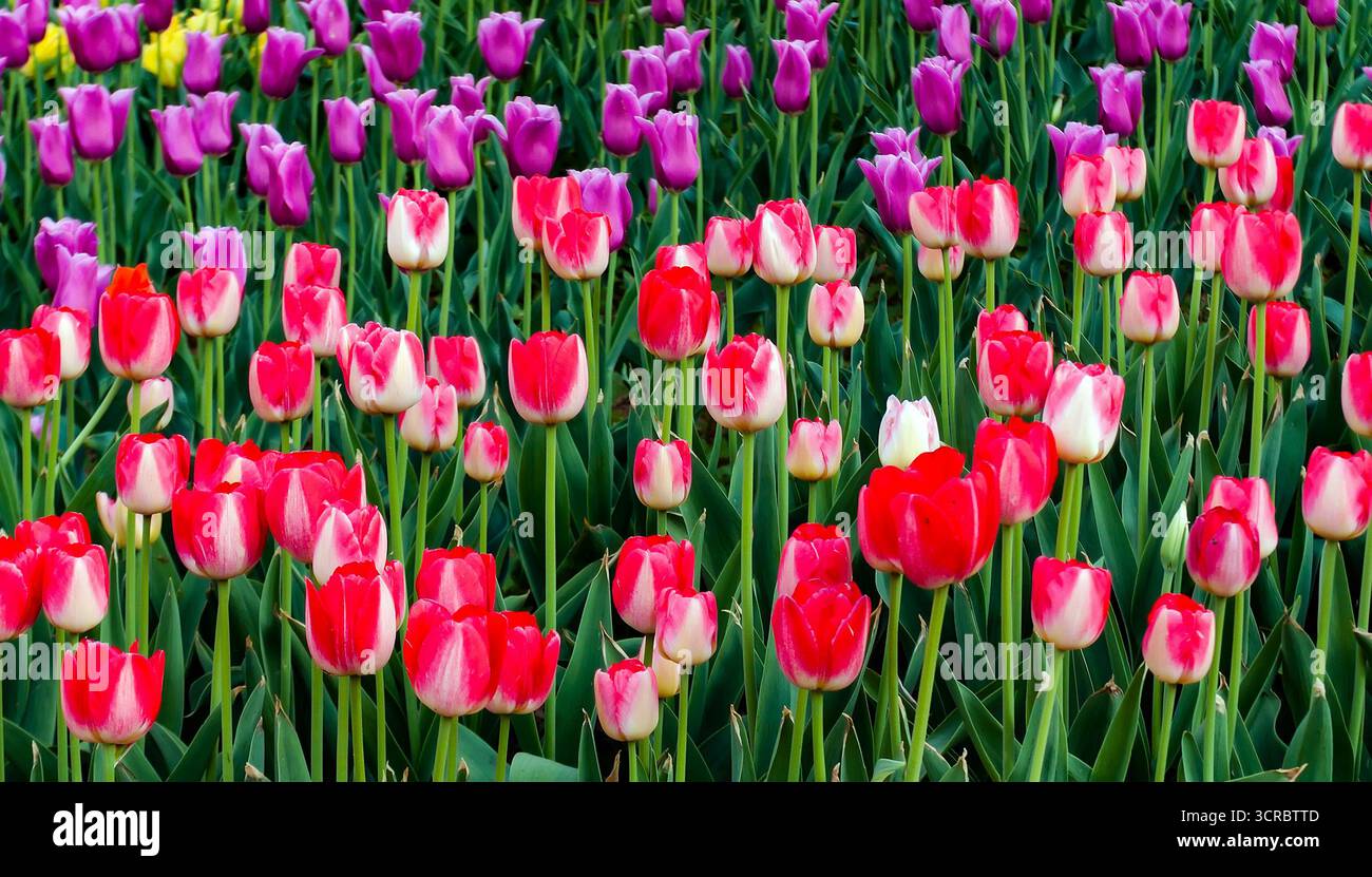 Tulpen blühen reichlich in einem gepflegten Garten und zeigen eine farbenfrohe und harmonische Blumenausstellung, die die Ankunft von spr signalisiert Stockfoto