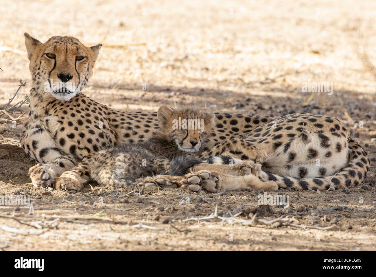 Gepard (Acinonyx jubatus) Junges Junges schlafend zwischen den Pfoten seiner Mutter, Kgalagadi Transfrontier Park, Kalahari, Nordkap, Südafrika Stockfoto