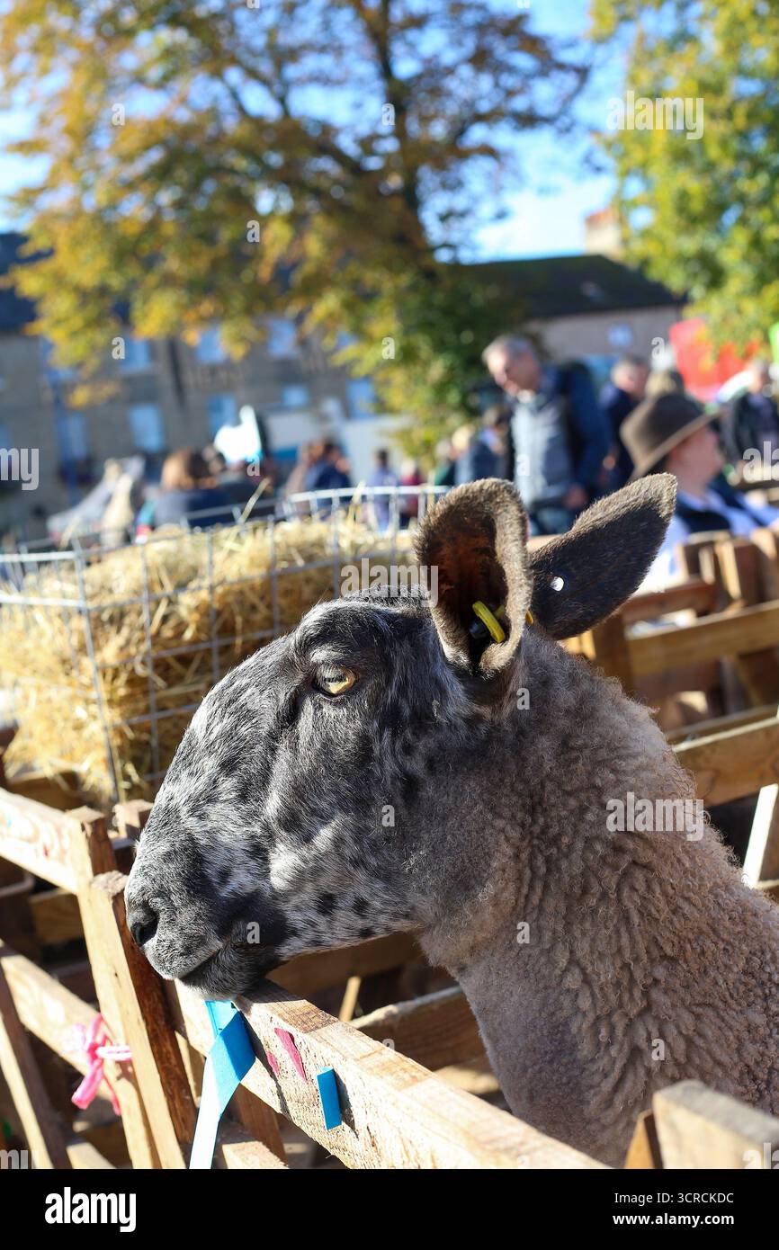 40. Masham Sheep Fair, Masham, North Yorkshire, England Stockfoto