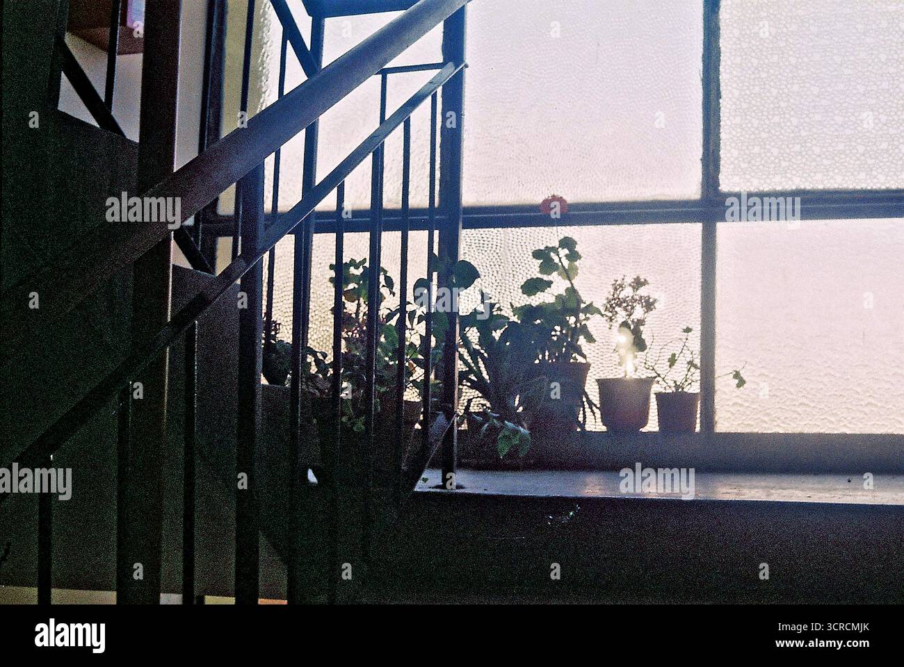 Analoges Foto eines sonnigen Fensters mit Topfblumen auf einer Treppe in einem kleinen Wohngebäude. Aus Treppenwinkel aufgenommen – warmes, intimes Licht Stockfoto Analoges Foto eines sonnigen Fensters mit Topfblumen auf einer Treppe in einem kleinen Wohngebäude. Aus Treppenwinkel aufgenommen – warmes, intimes Licht Stockfoto