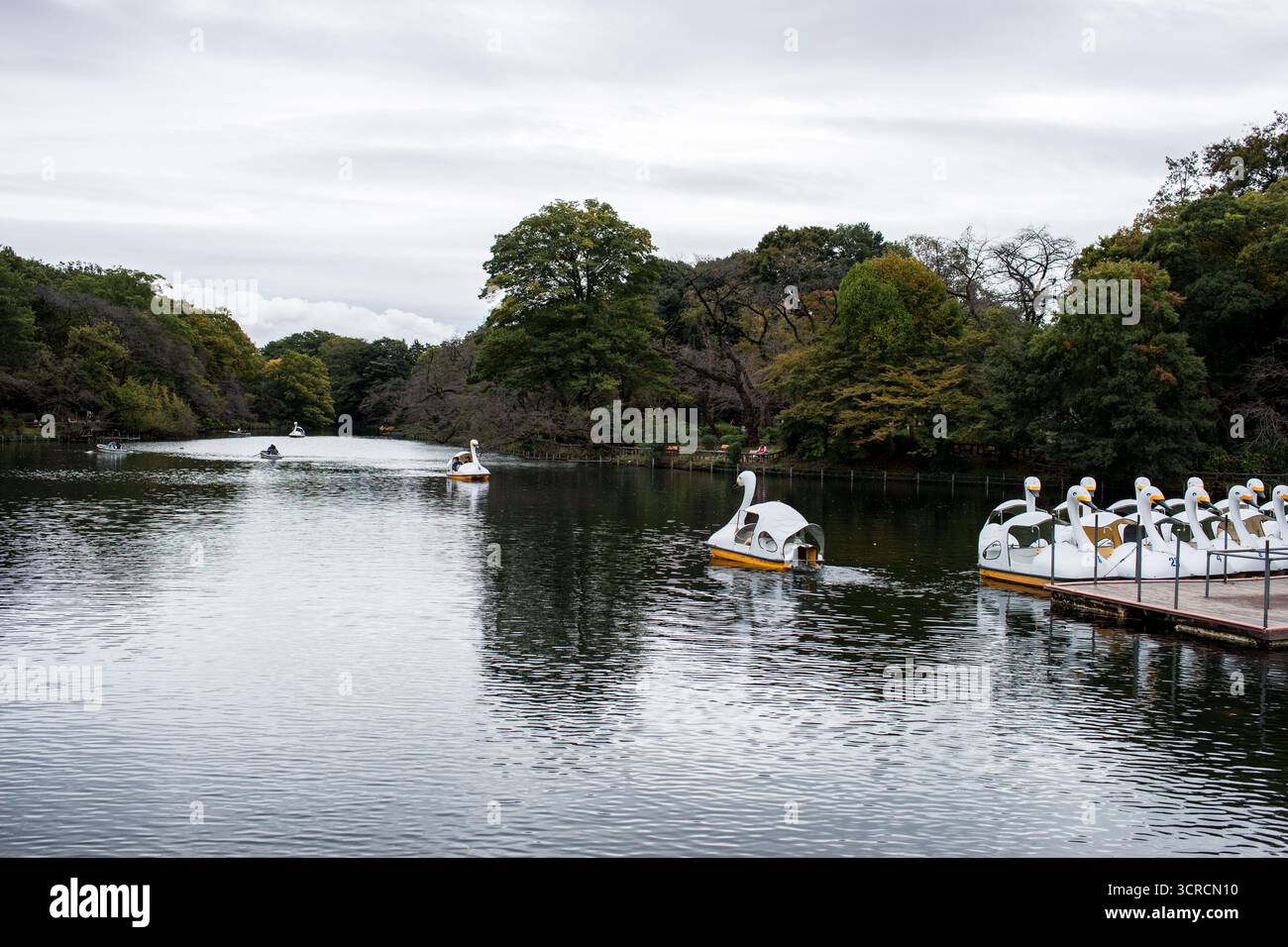 TOKIO, JAPAN - 28. OKTOBER 2024 - Horizontales Bild von weißen Schwanenbooten auf Teich im Inokashira Park mit ruhigem Wassersee, während der Herbstsaison in Tokio Stockfoto