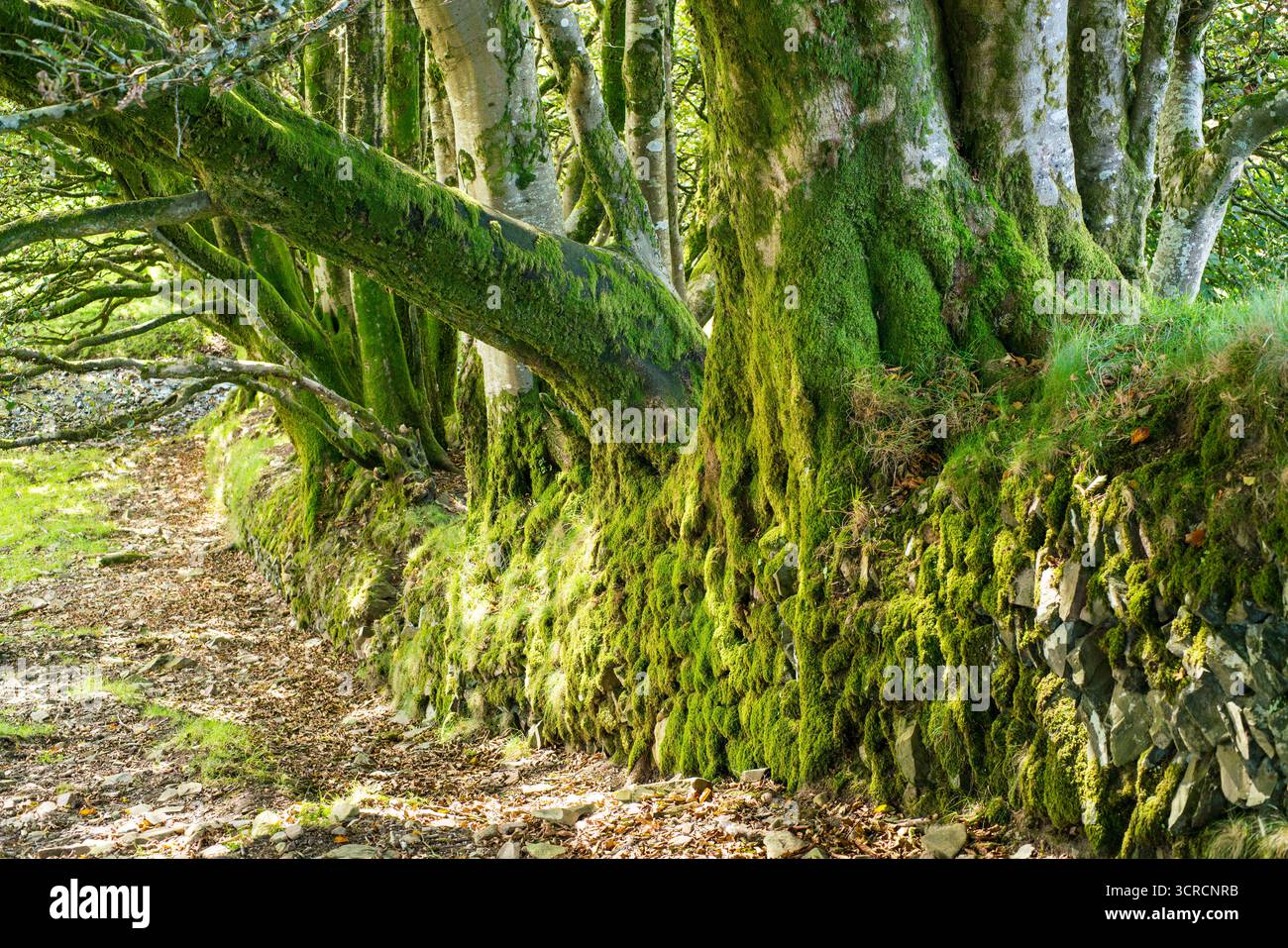 Trockenmauer und Bäume, die eine Grenze markieren Stockfoto