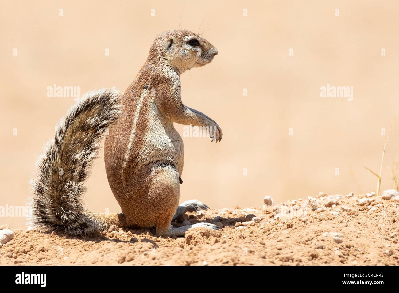 Kap / Südafrikanisches Bodenhörnchen (Xerus inauris) weiblich auf der roten Sanddüne Kgalagadi Transfrontier Park, Kalahari, Nordkap, Südafrika Stockfoto