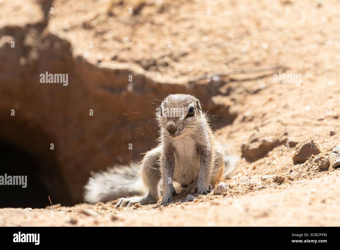 Baby Cape oder Südafrikanisches Bodenhörnchen (Xerus inauris) am Eingang zum Kgalagadi Transfrontier Park, Kalahari, Nordkap, Südafrika Stockfoto