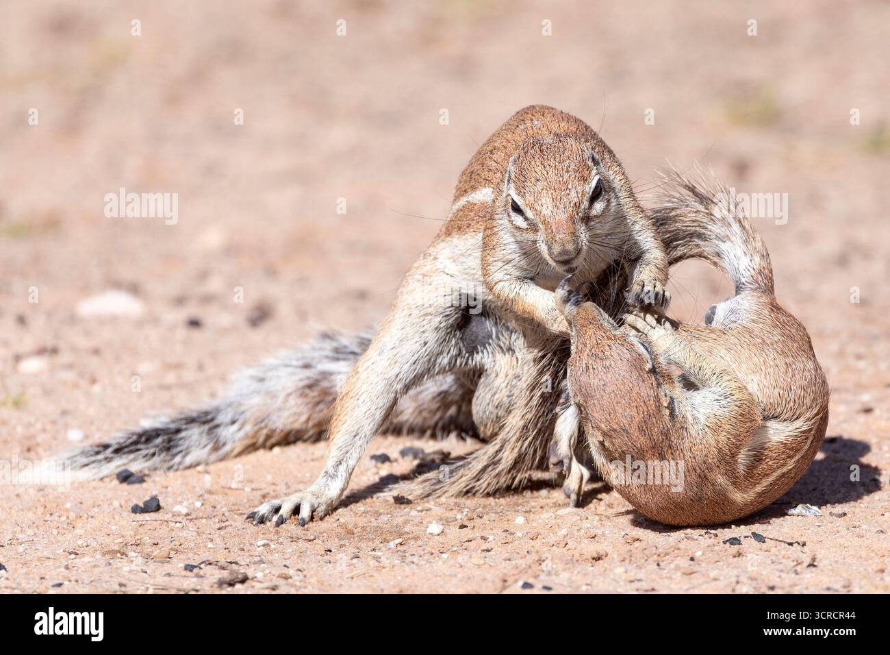 Zwei Kap- oder Südafrikanische Bodenhörnchen spielen (Xerus inauris) Kgalagadi Transfrontier Park, Kalahari, Nordkap, Südafrika Stockfoto